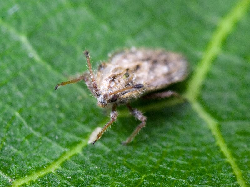 Lasiacantha capucina (Germar, 1837)